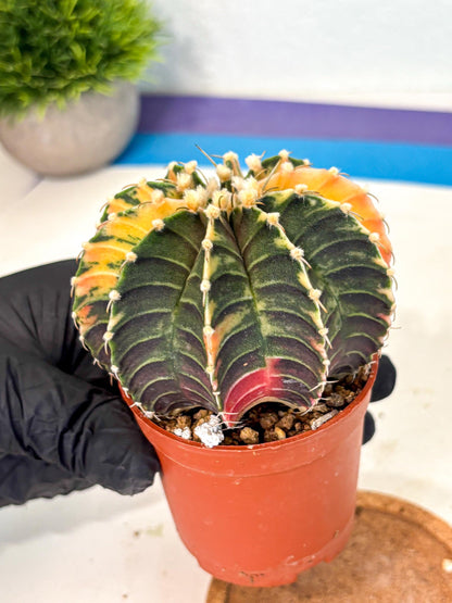 Gymnocalycium Lb Hybrid (gy4) (r3) | Mature Cactus