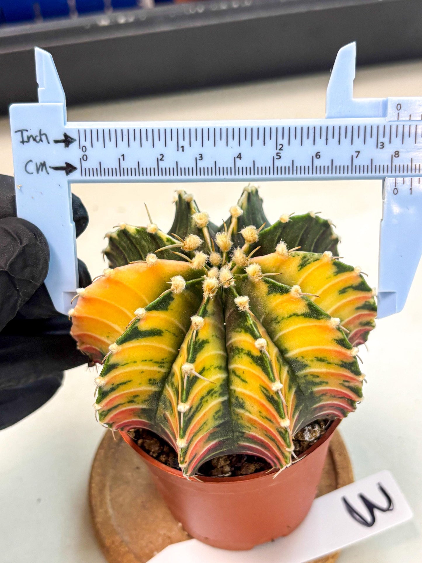 Gymnocalycium Lb Hybrid (gy4) (r3) | Mature Cactus