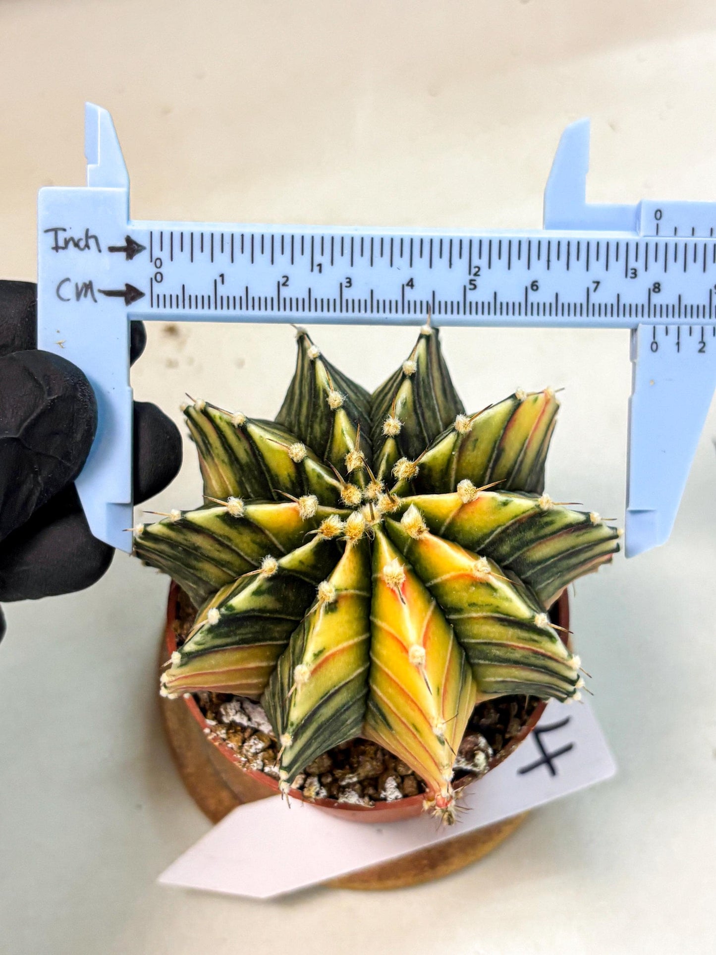 Gymnocalycium Lb Hybrid (gy4) (r4) | Mature Cactus