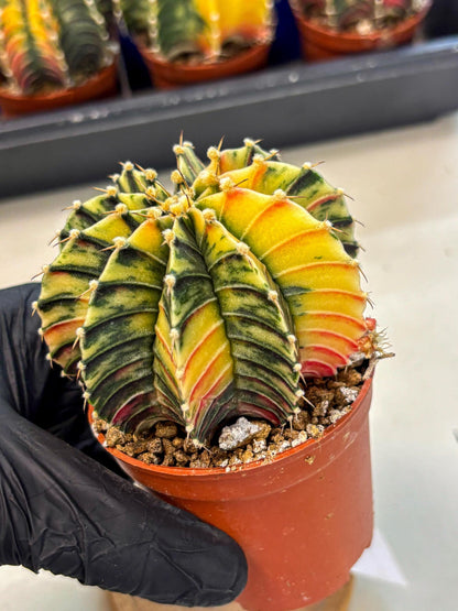 Gymnocalycium Lb Hybrid (gy4) (r4) | Mature Cactus