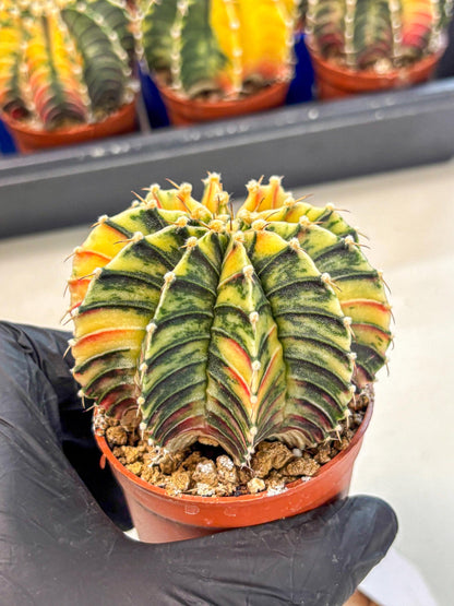 Gymnocalycium Lb Hybrid (gy4) (r4) | Mature Cactus