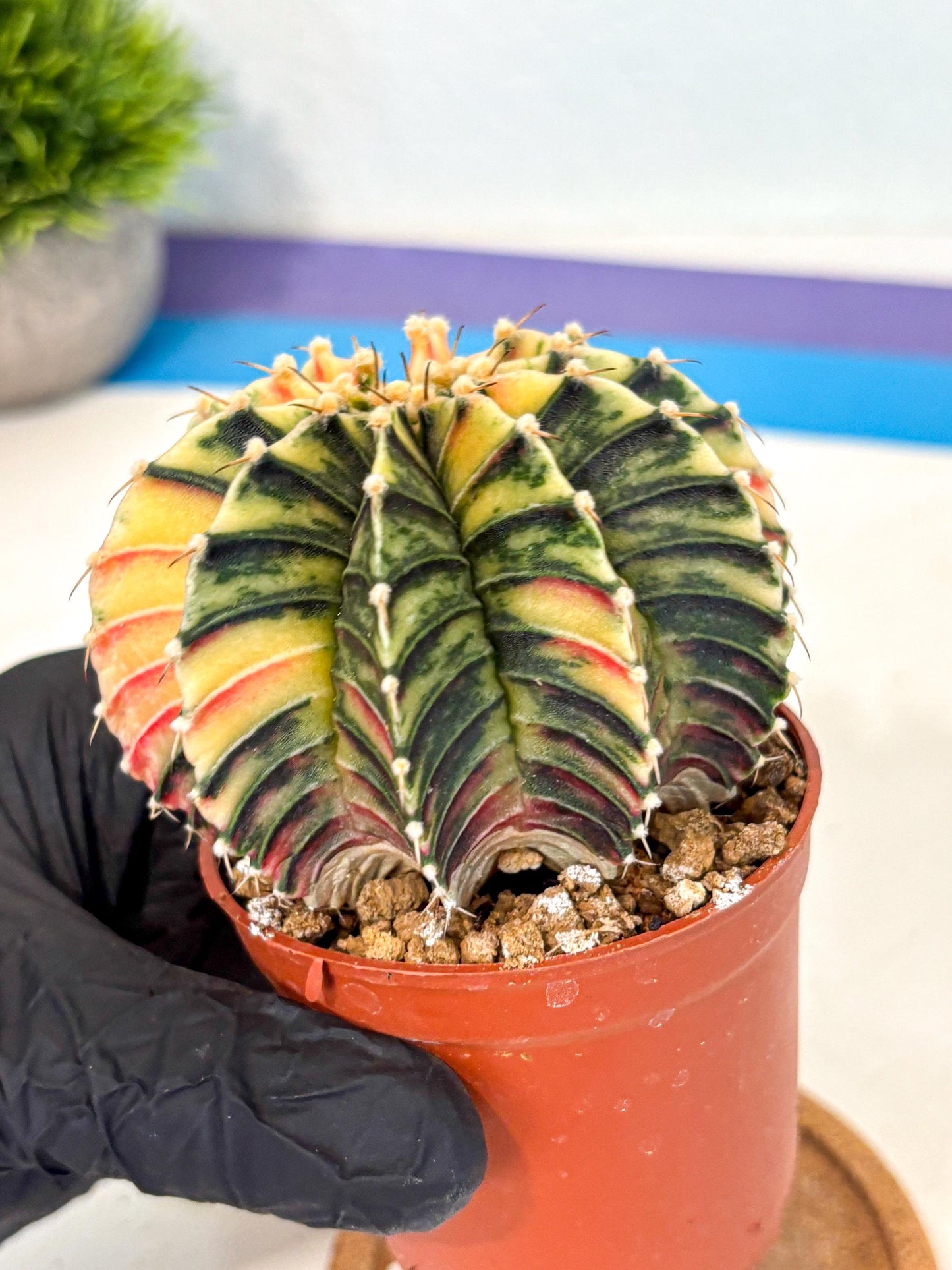 Gymnocalycium Lb Hybrid (gy4) (r4) | Mature Cactus