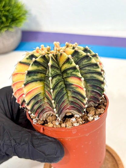 Gymnocalycium Lb Hybrid (gy4) (r4) | Mature Cactus