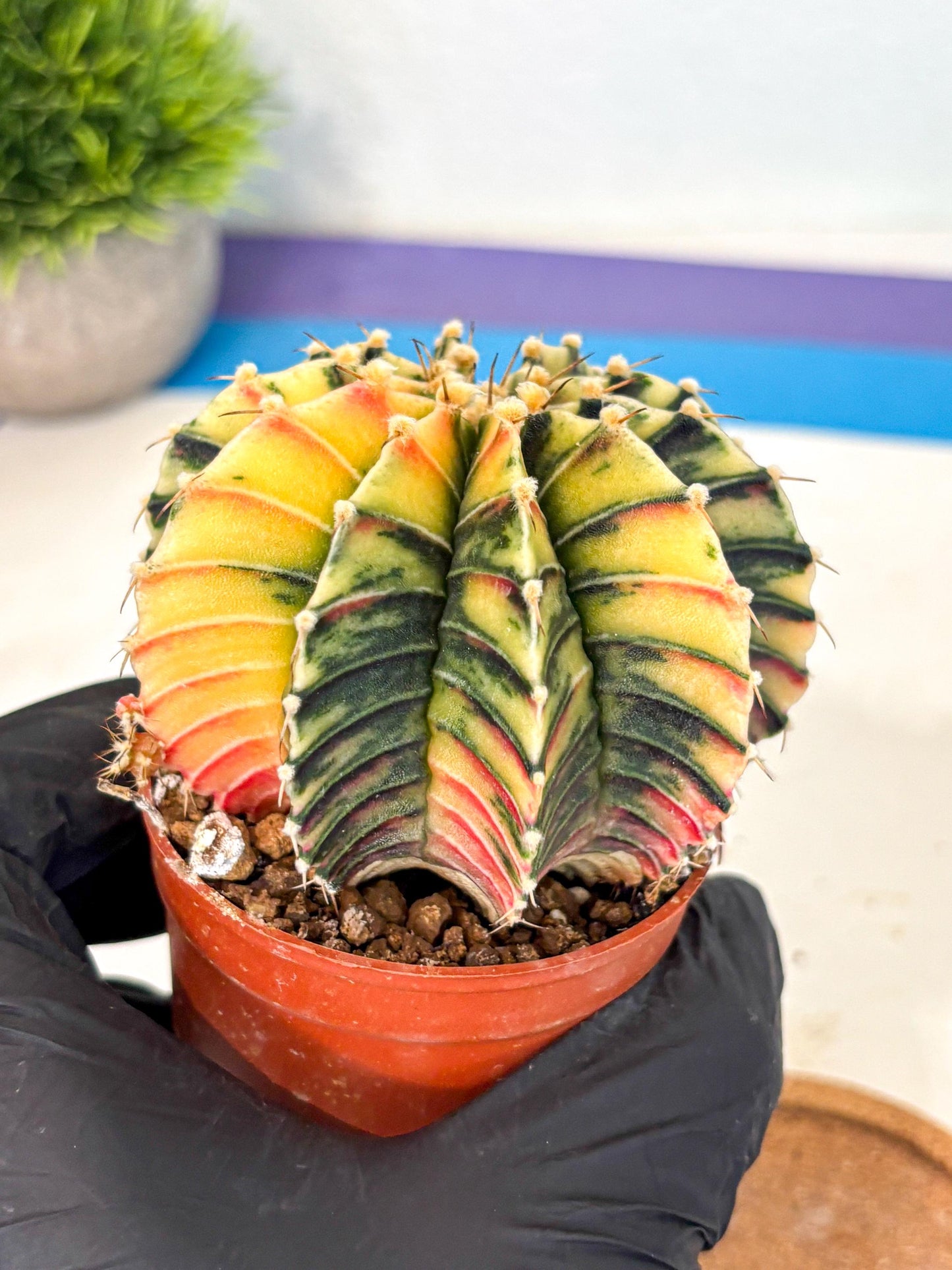 Gymnocalycium Lb Hybrid (gy4) (r4) | Mature Cactus