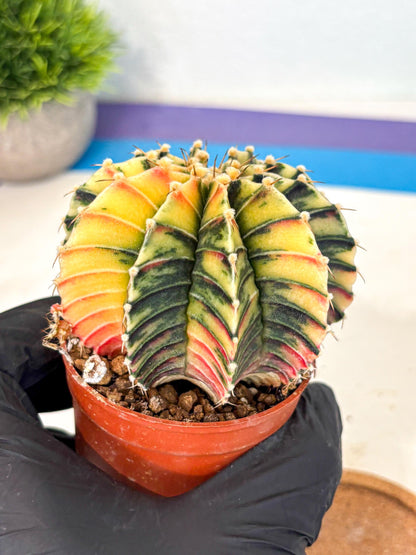 Gymnocalycium Lb Hybrid (gy4) (r4) | Mature Cactus