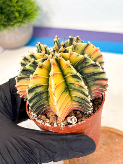 Gymnocalycium Lb Hybrid (gy4) (r4) | Mature Cactus