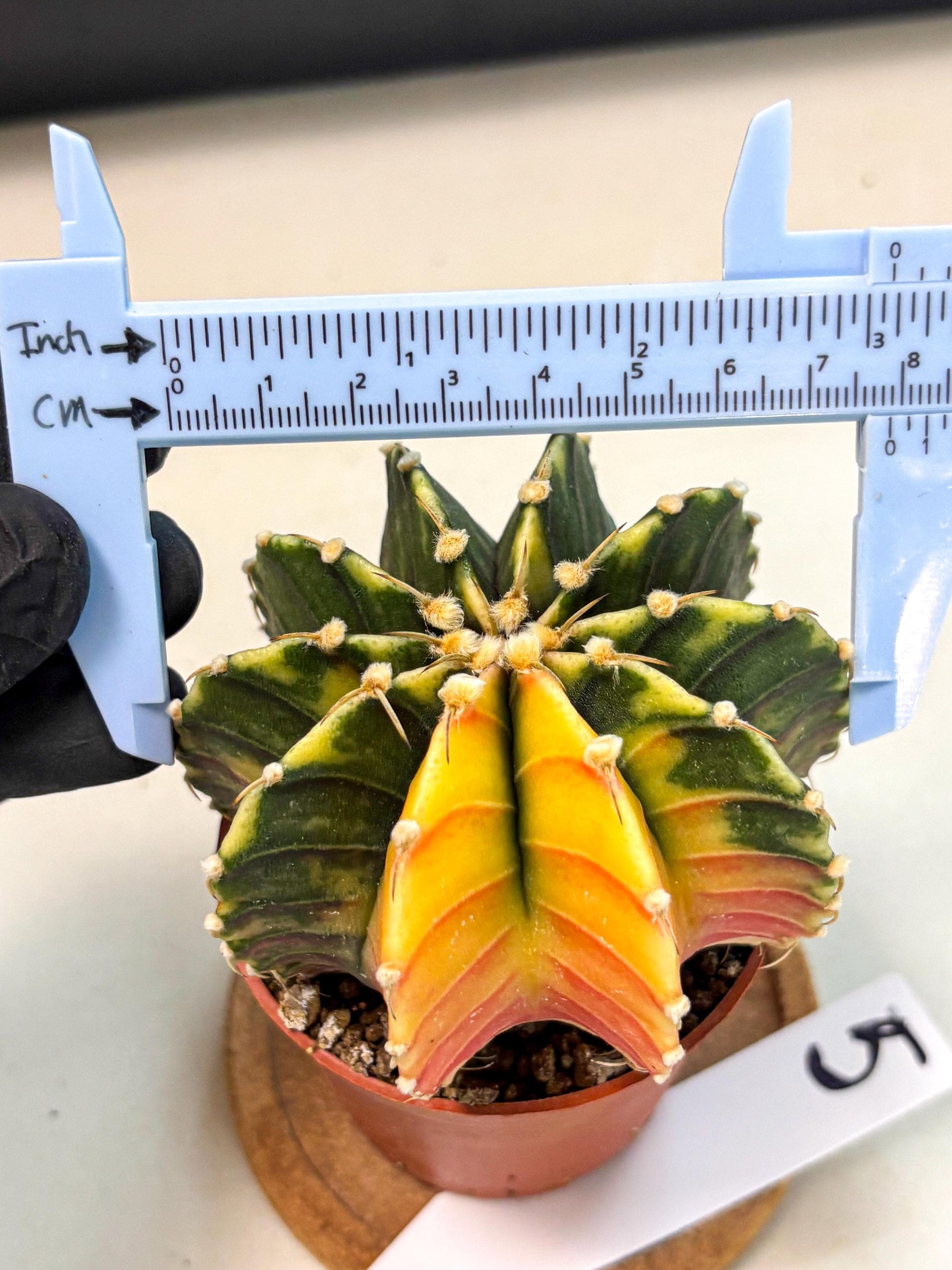 Gymnocalycium Lb Hybrid (gy4) (r5) | Mature Cactus