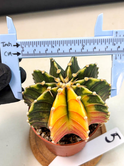 Gymnocalycium Lb Hybrid (gy4) (r5) | Mature Cactus