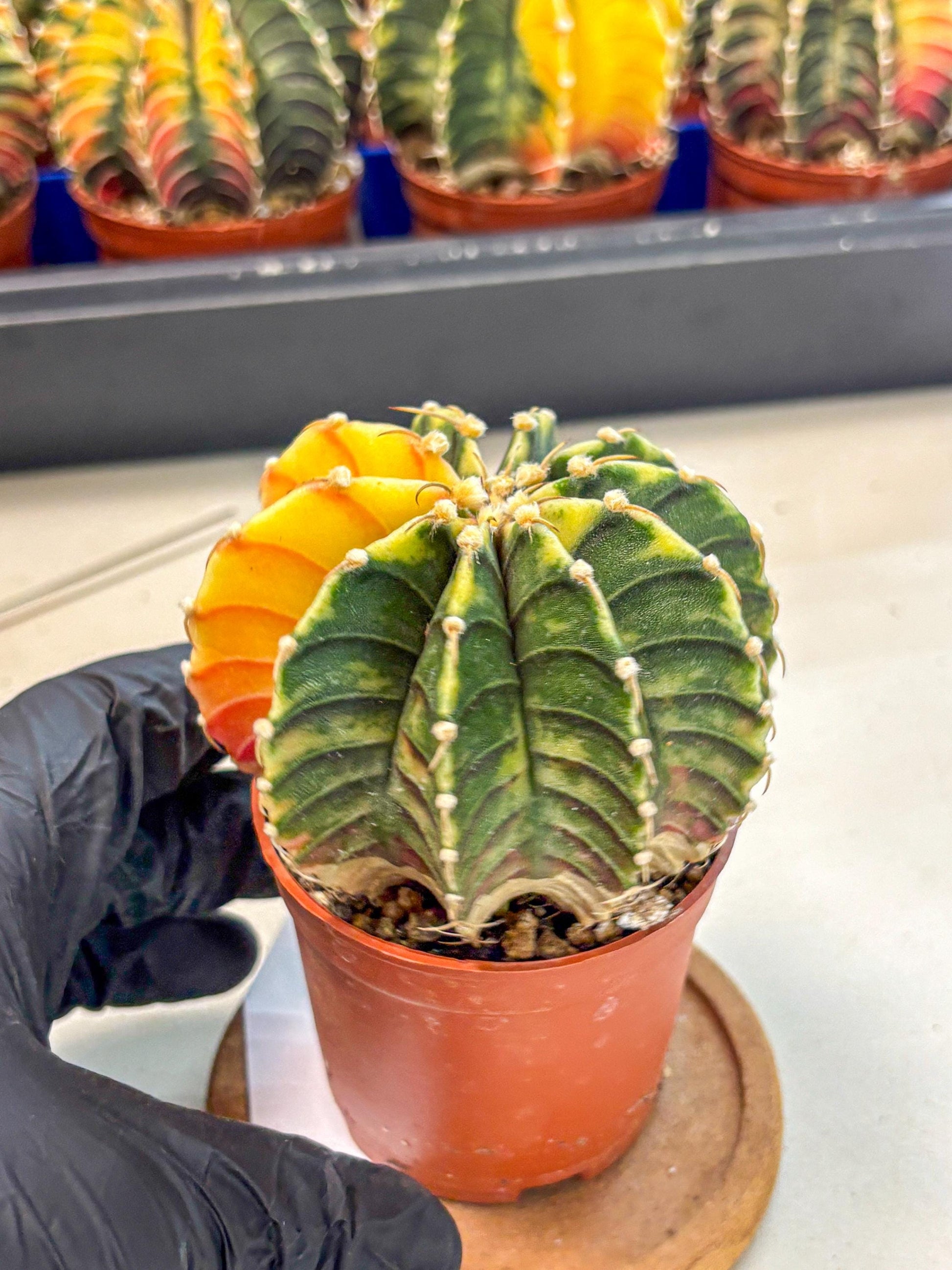 Gymnocalycium Lb Hybrid (gy4) (r5) | Mature Cactus