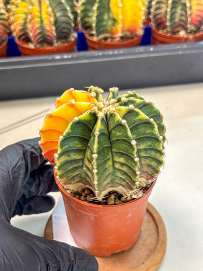 Gymnocalycium Lb Hybrid (gy4) (r5) | Mature Cactus