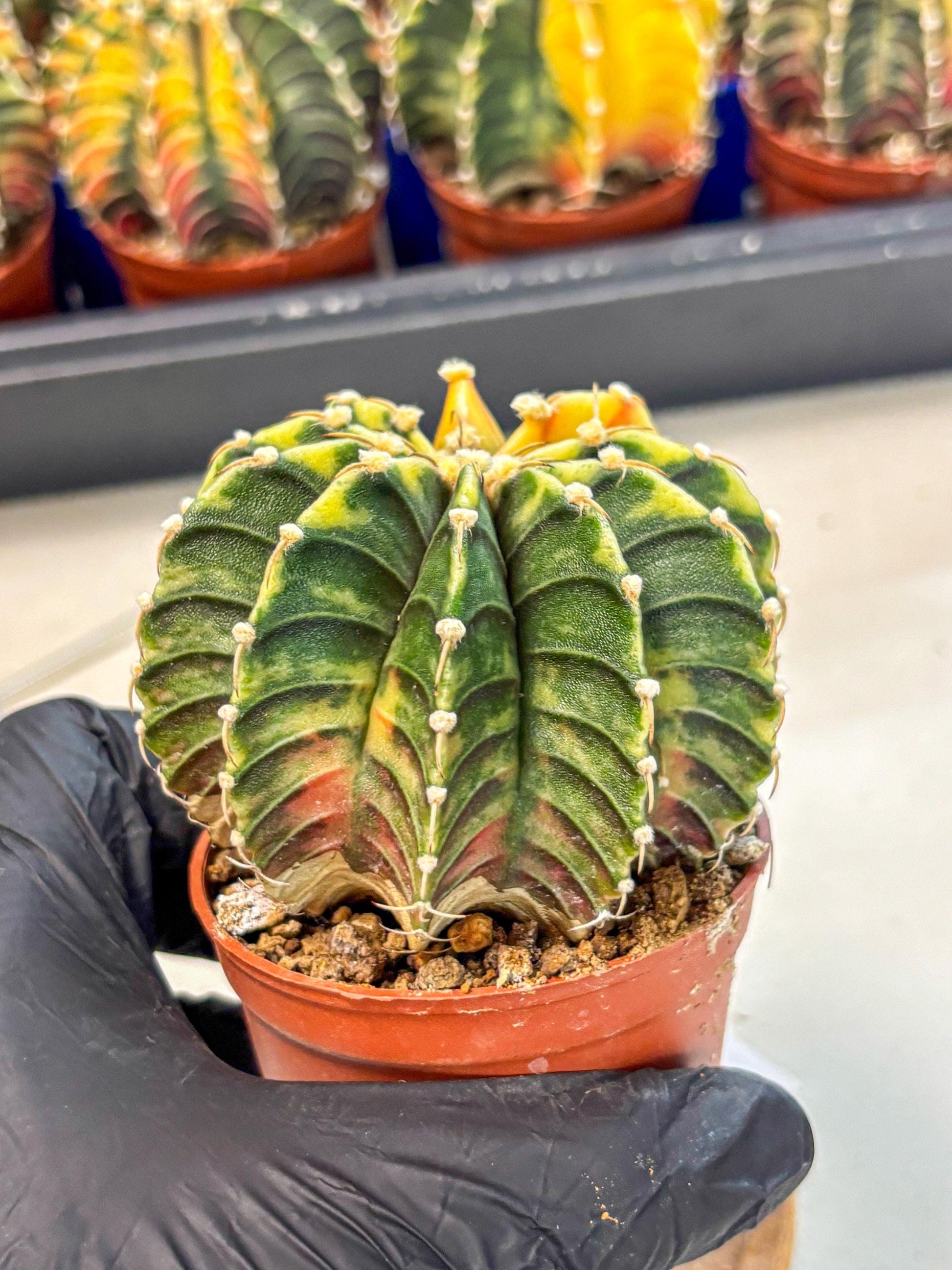 Gymnocalycium Lb Hybrid (gy4) (r5) | Mature Cactus