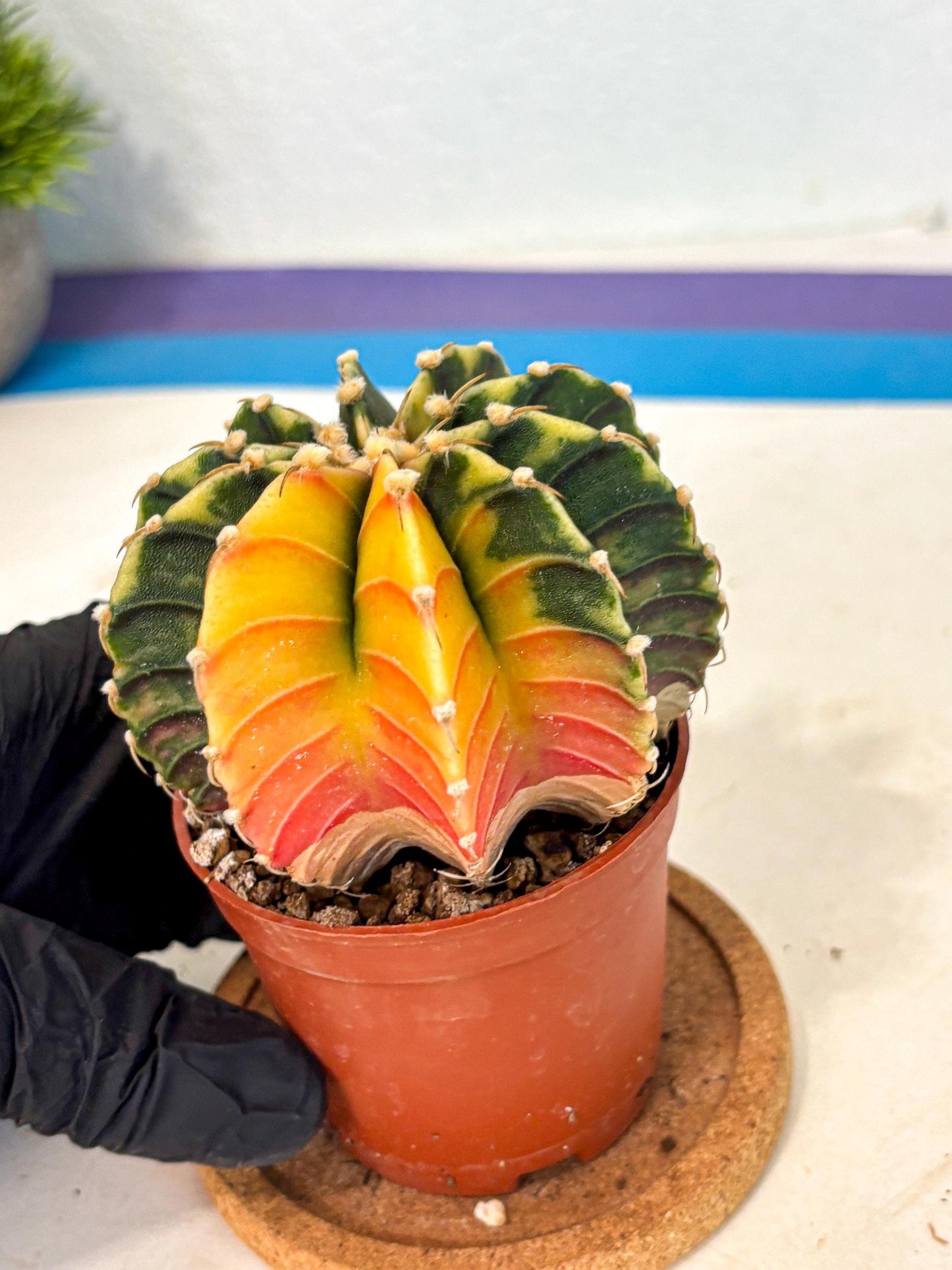 Gymnocalycium Lb Hybrid (gy4) (r5) | Mature Cactus