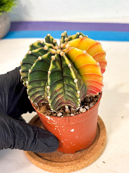 Gymnocalycium Lb Hybrid (gy4) (r5) | Mature Cactus