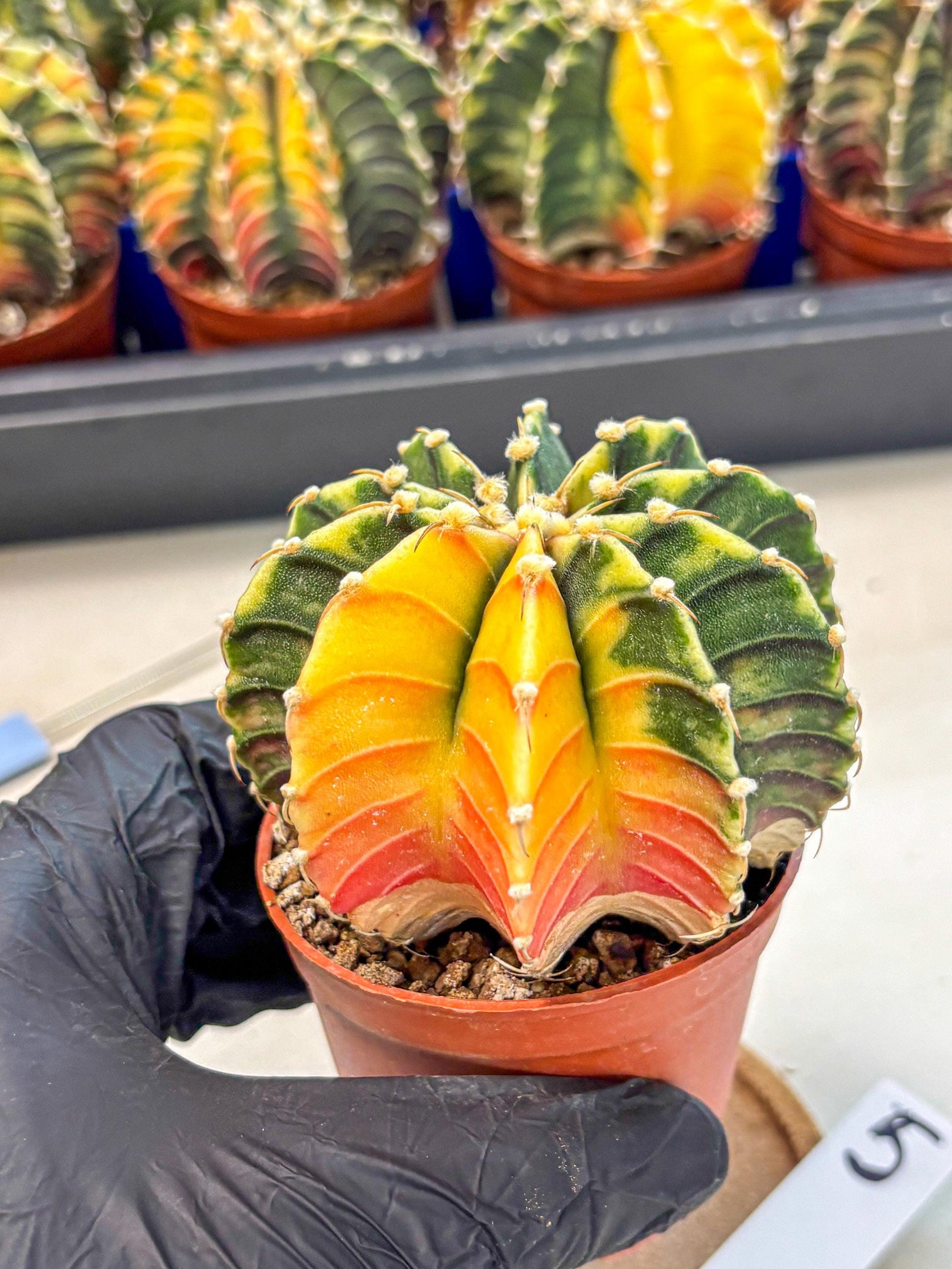 Gymnocalycium Lb Hybrid (gy4) (r5) | Mature Cactus