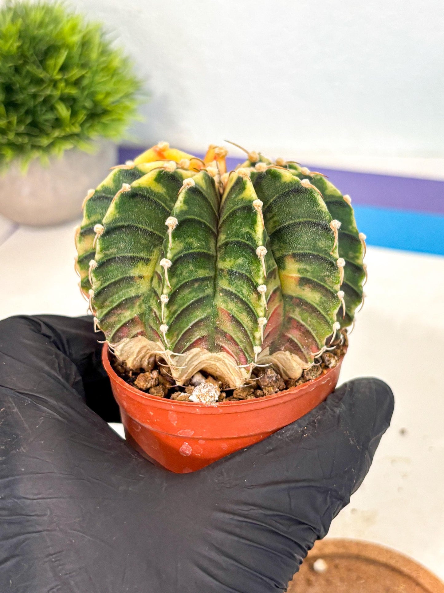 Gymnocalycium Lb Hybrid (gy4) (r5) | Mature Cactus