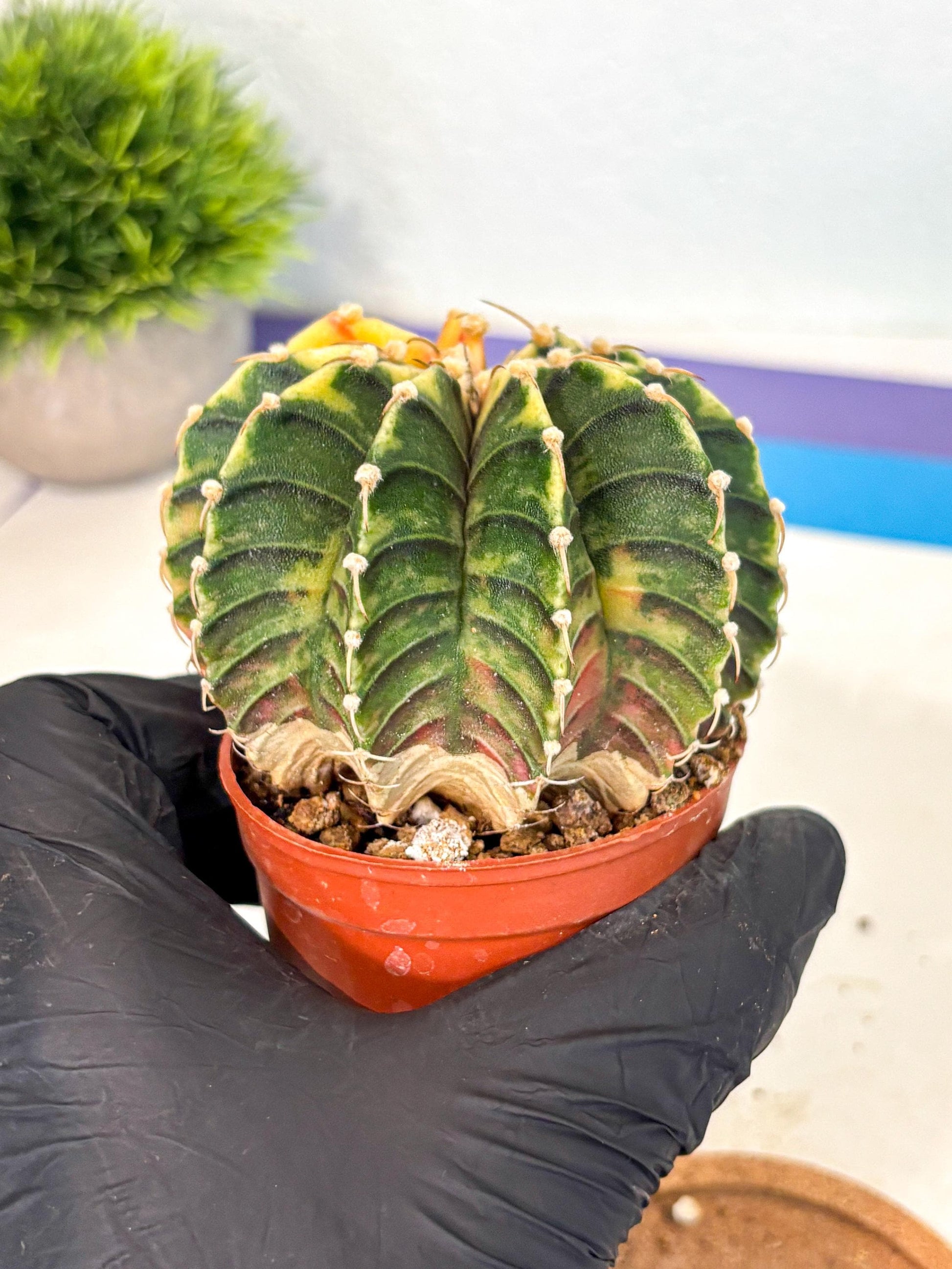 Gymnocalycium Lb Hybrid (gy4) (r5) | Mature Cactus