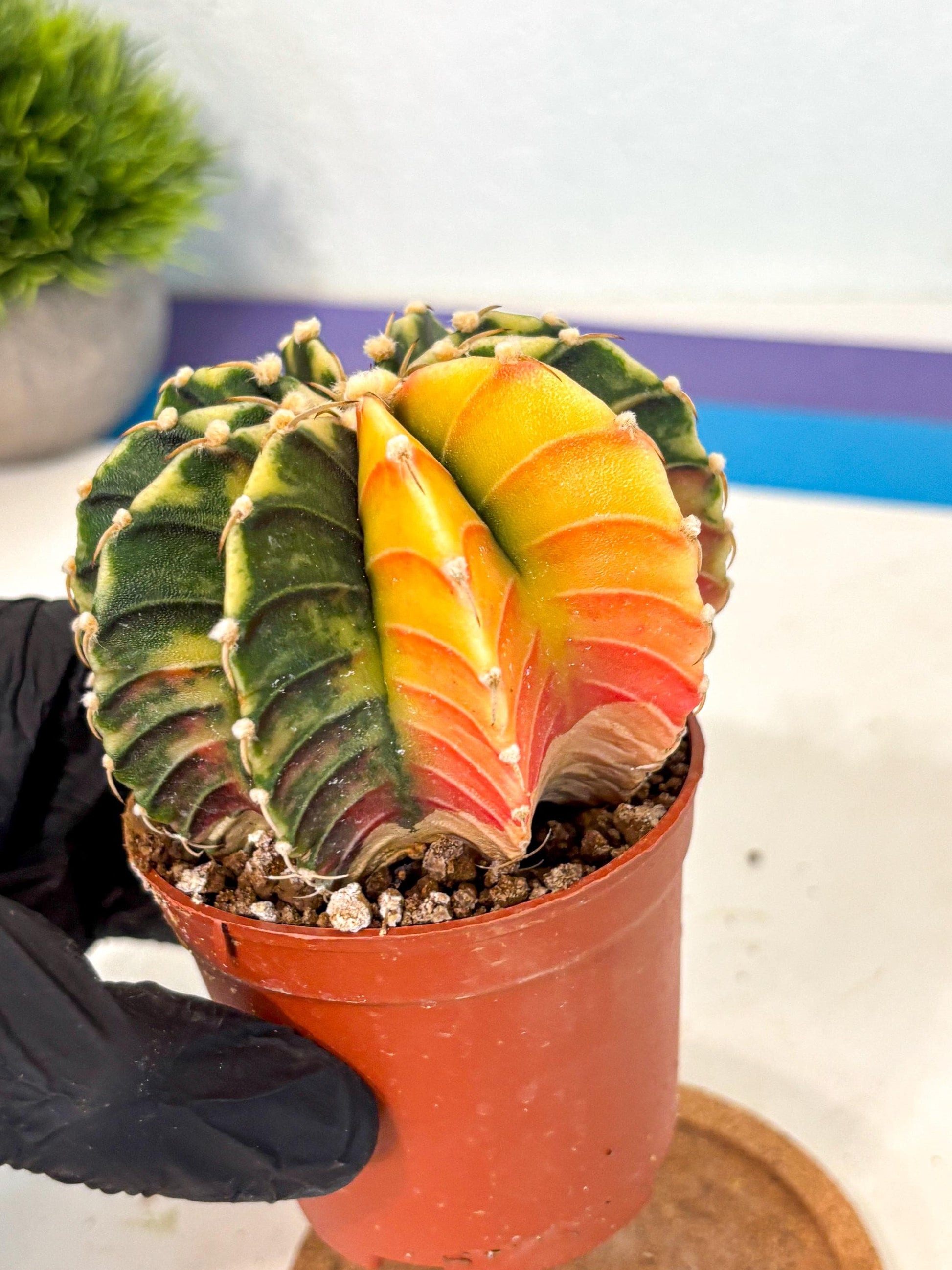Gymnocalycium Lb Hybrid (gy4) (r5) | Mature Cactus