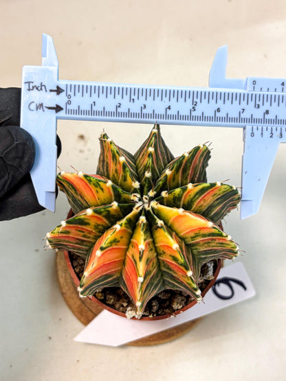 Gymnocalycium Lb Hybrid (gy4) (r6) | Mature Cactus