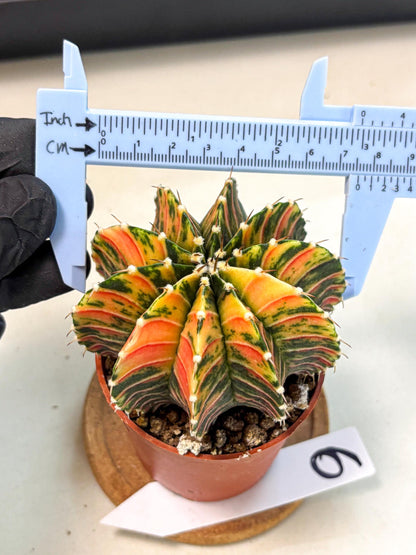 Gymnocalycium Lb Hybrid (gy4) (r6) | Mature Cactus