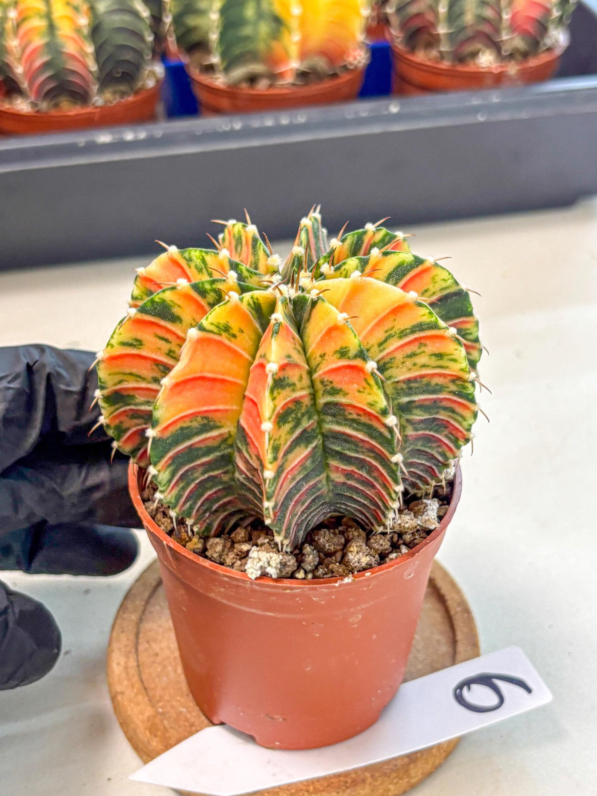 Gymnocalycium Lb Hybrid (gy4) (r6) | Mature Cactus
