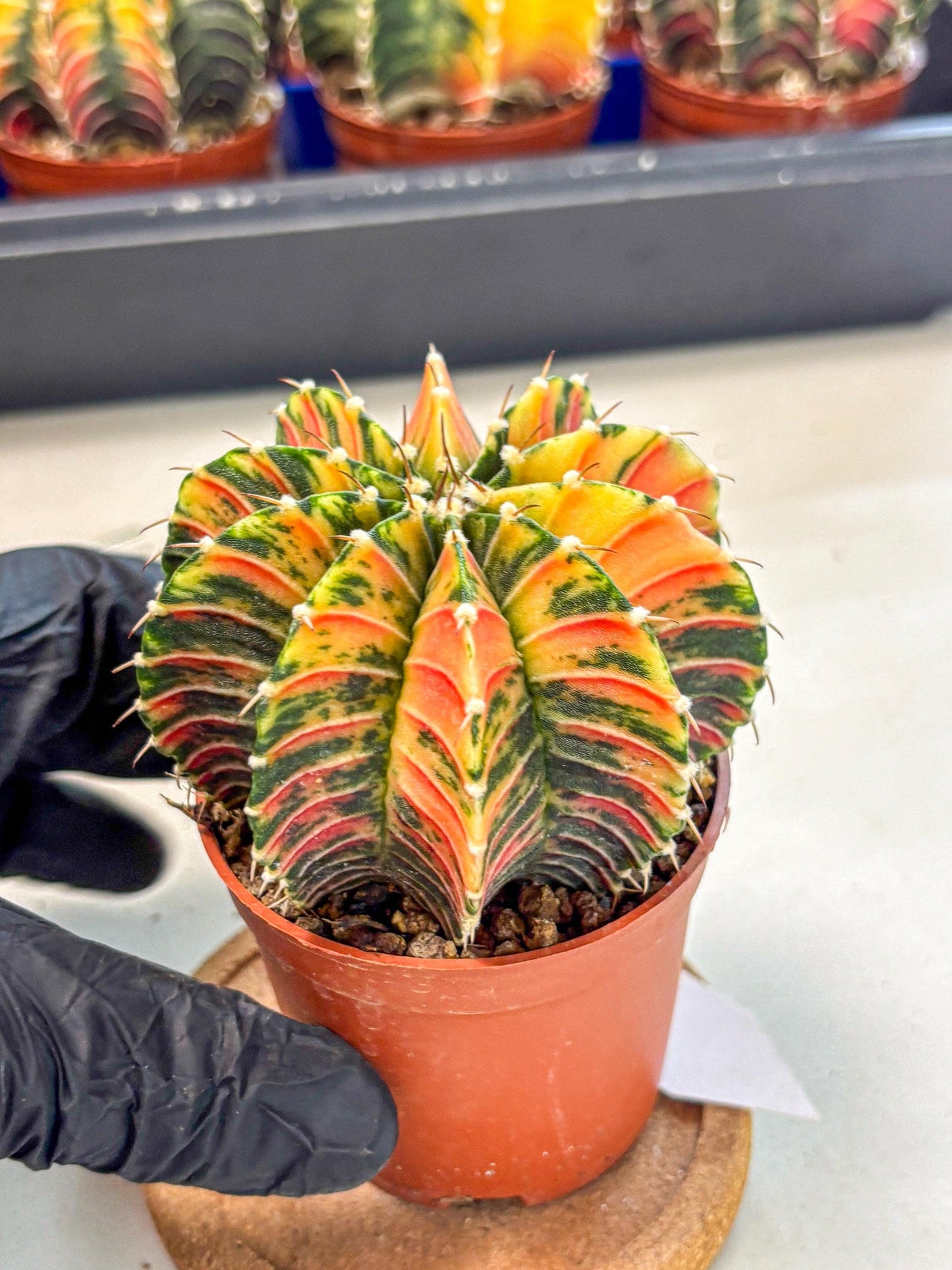 Gymnocalycium Lb Hybrid (gy4) (r6) | Mature Cactus