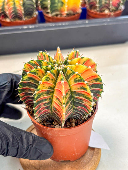 Gymnocalycium Lb Hybrid (gy4) (r6) | Mature Cactus