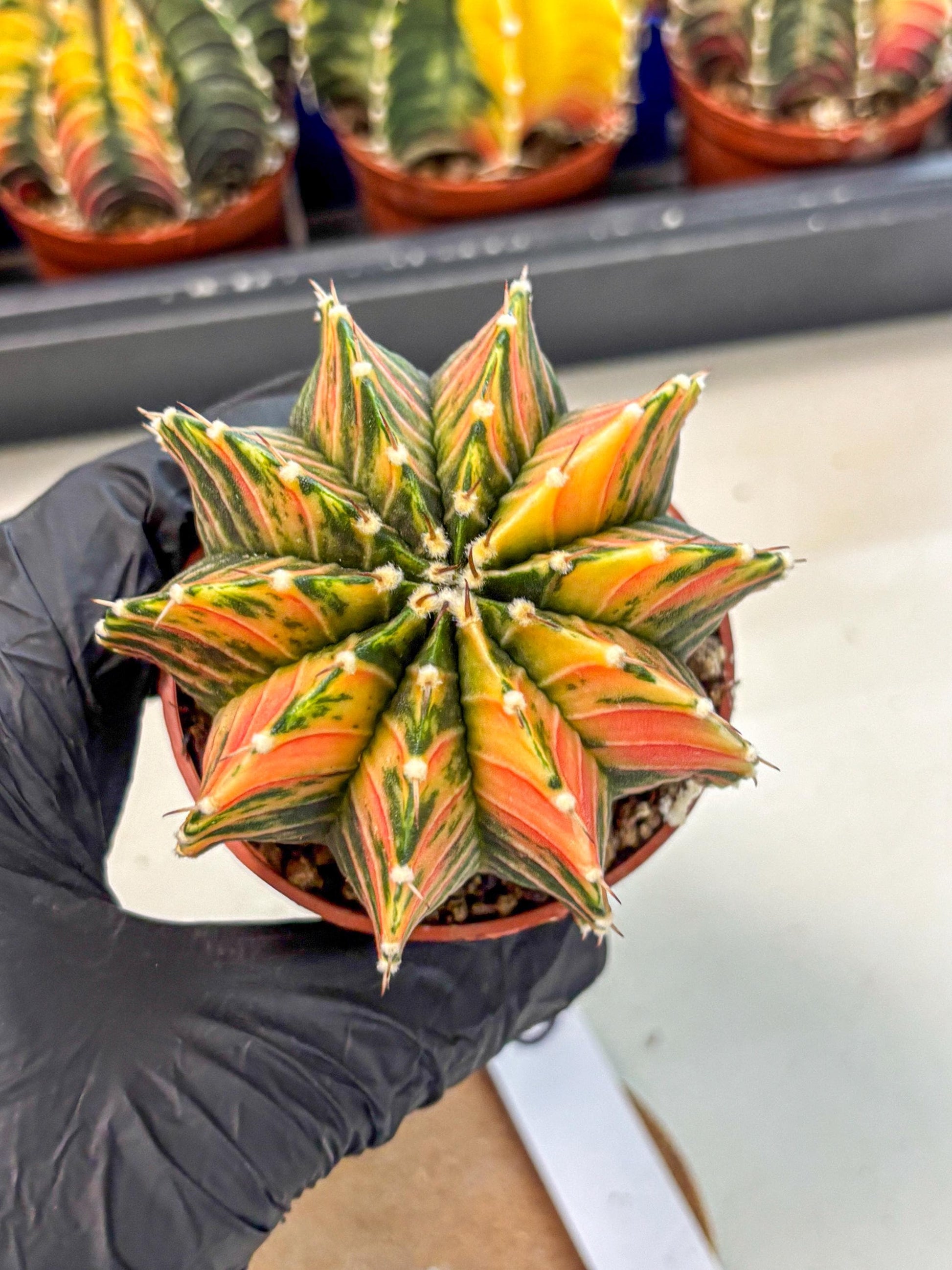 Gymnocalycium Lb Hybrid (gy4) (r6) | Mature Cactus