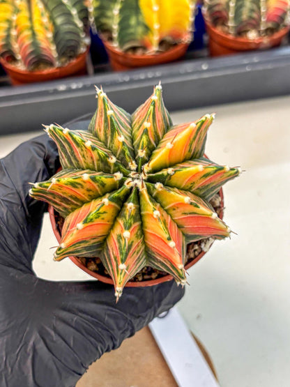 Gymnocalycium Lb Hybrid (gy4) (r6) | Mature Cactus