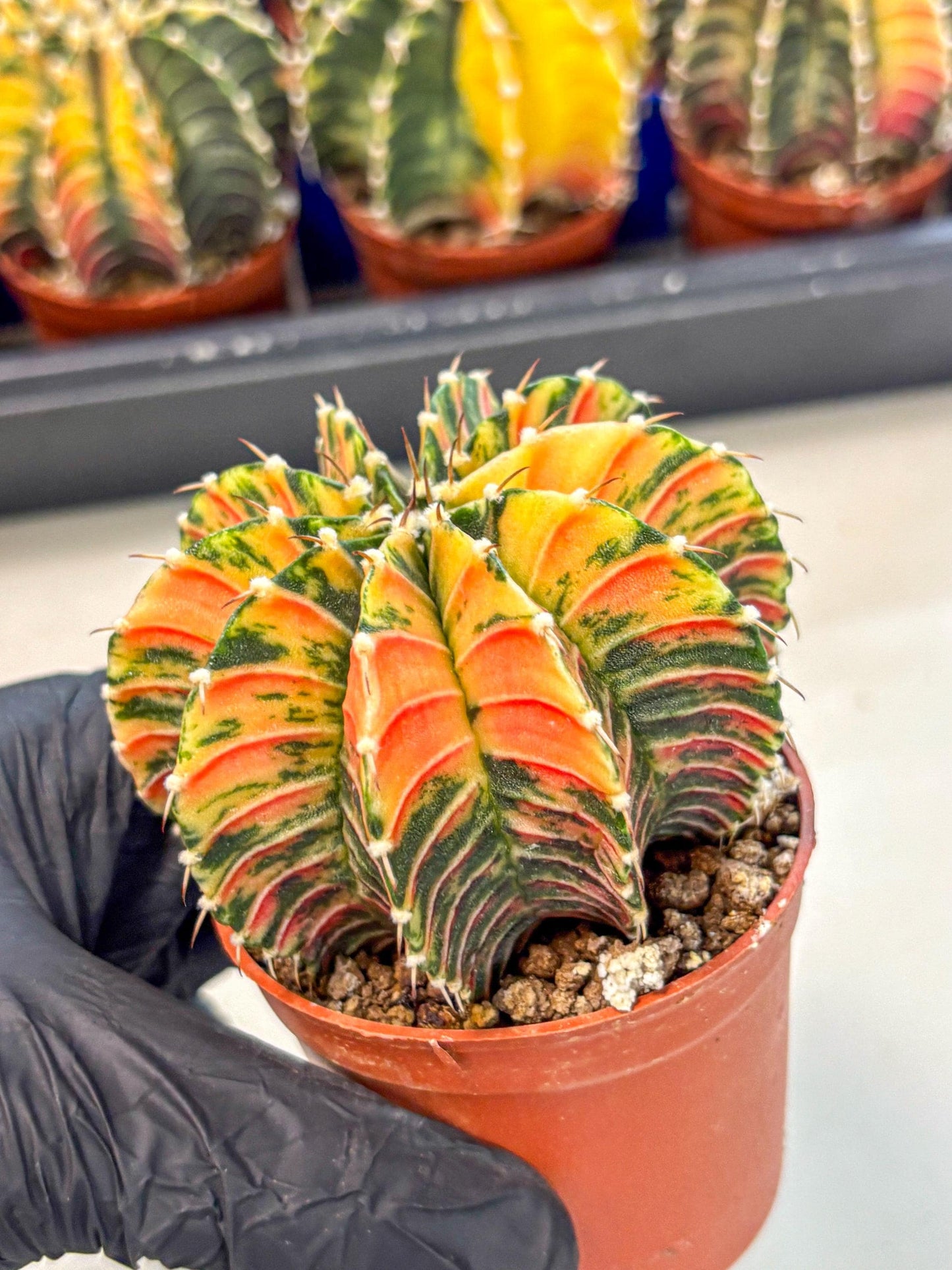 Gymnocalycium Lb Hybrid (gy4) (r6) | Mature Cactus