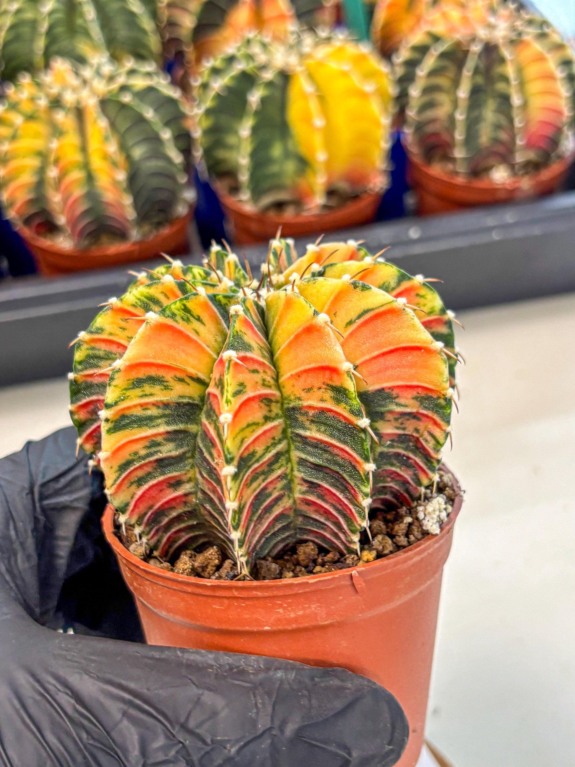 Gymnocalycium Lb Hybrid (gy4) (r6) | Mature Cactus