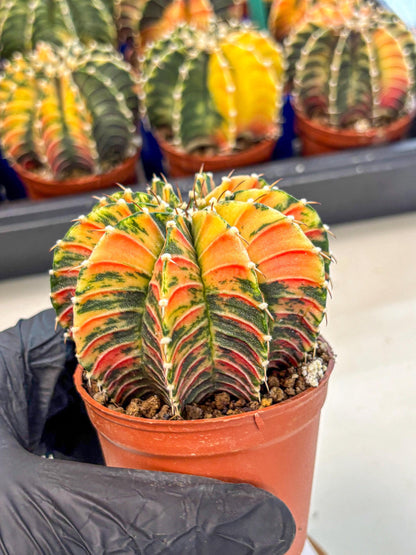 Gymnocalycium Lb Hybrid (gy4) (r6) | Mature Cactus