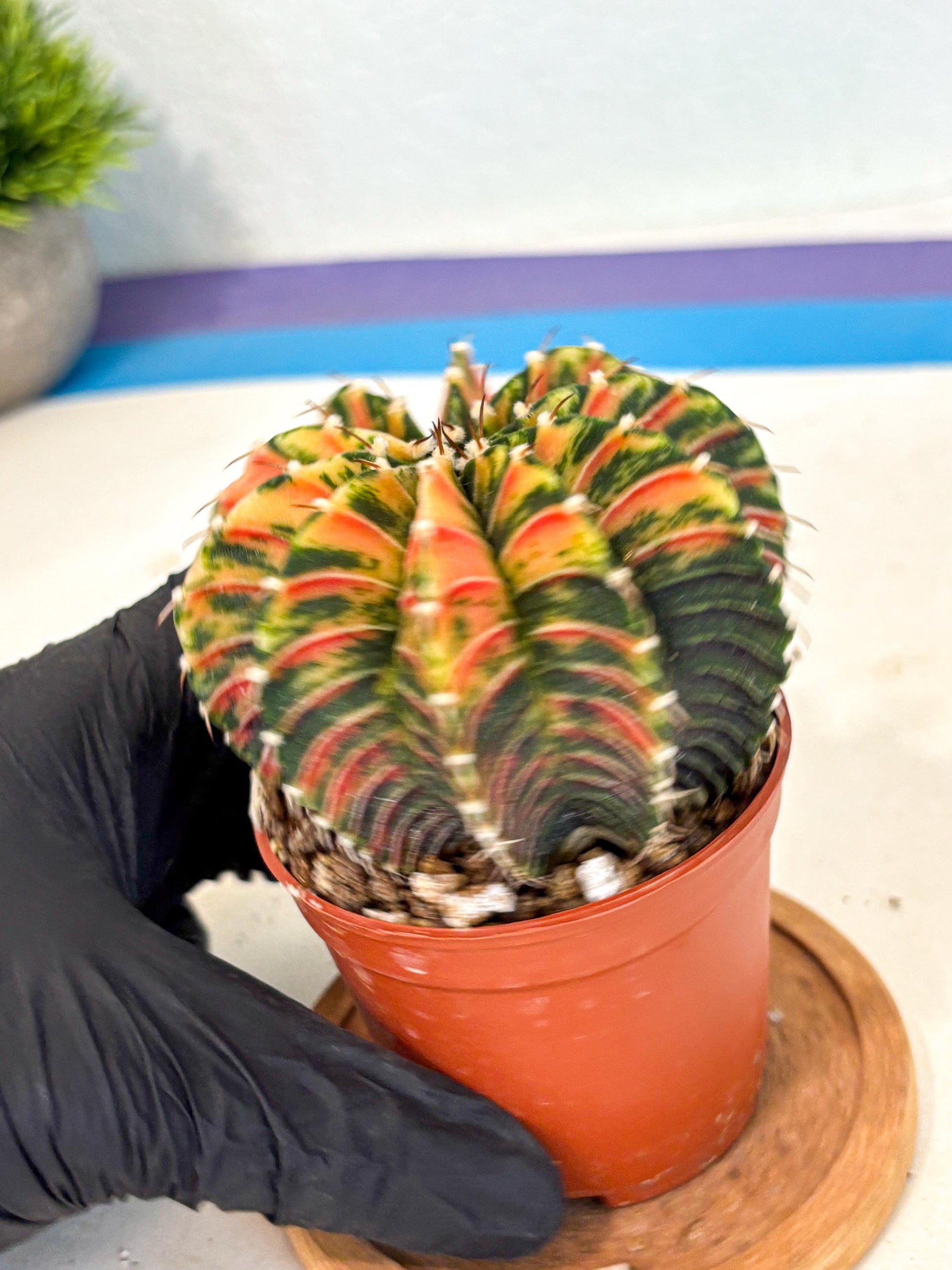 Gymnocalycium Lb Hybrid (gy4) (r6) | Mature Cactus