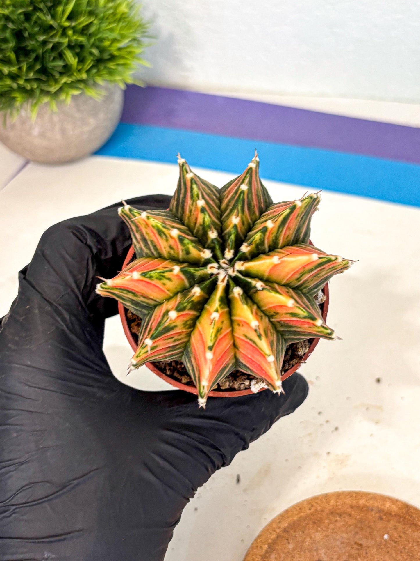 Gymnocalycium Lb Hybrid (gy4) (r6) | Mature Cactus