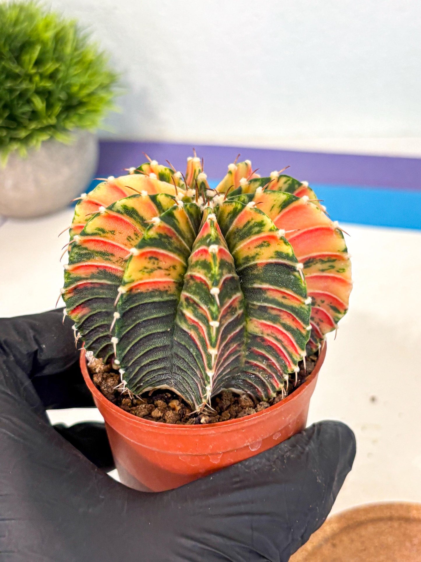 Gymnocalycium Lb Hybrid (gy4) (r6) | Mature Cactus