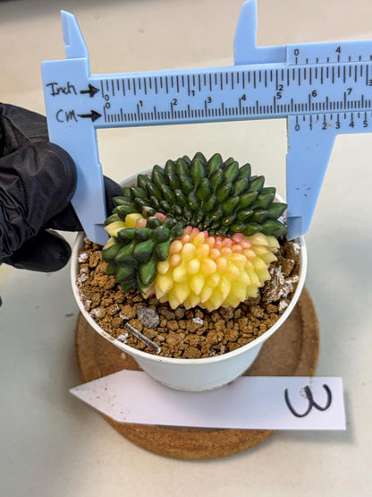 Gymnocalycium Inermis Cristata (gy9) (y3) | Variegated Cactus