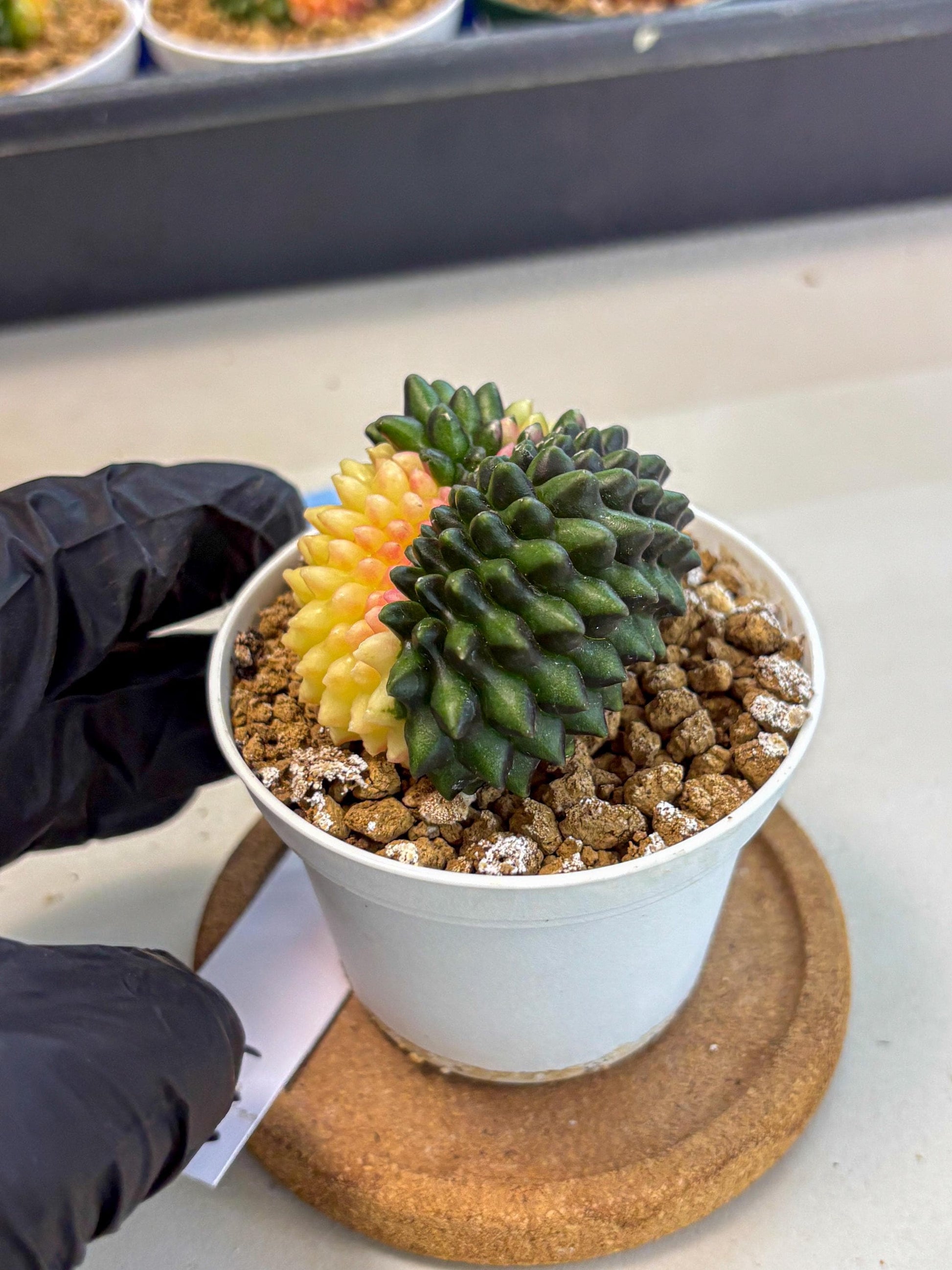 Gymnocalycium Inermis Cristata (gy9) (y3) | Variegated Cactus