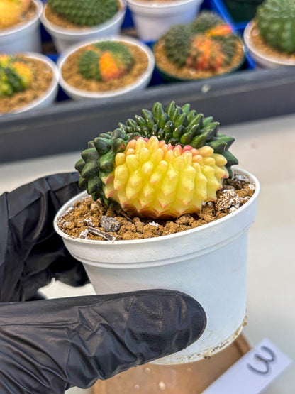 Gymnocalycium Inermis Cristata (gy9) (y3) | Variegated Cactus