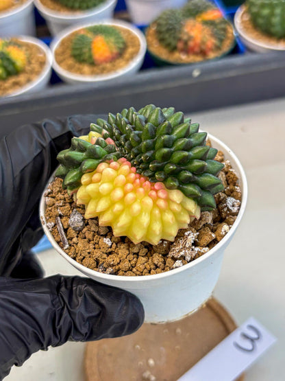 Gymnocalycium Inermis Cristata (gy9) (y3) | Variegated Cactus