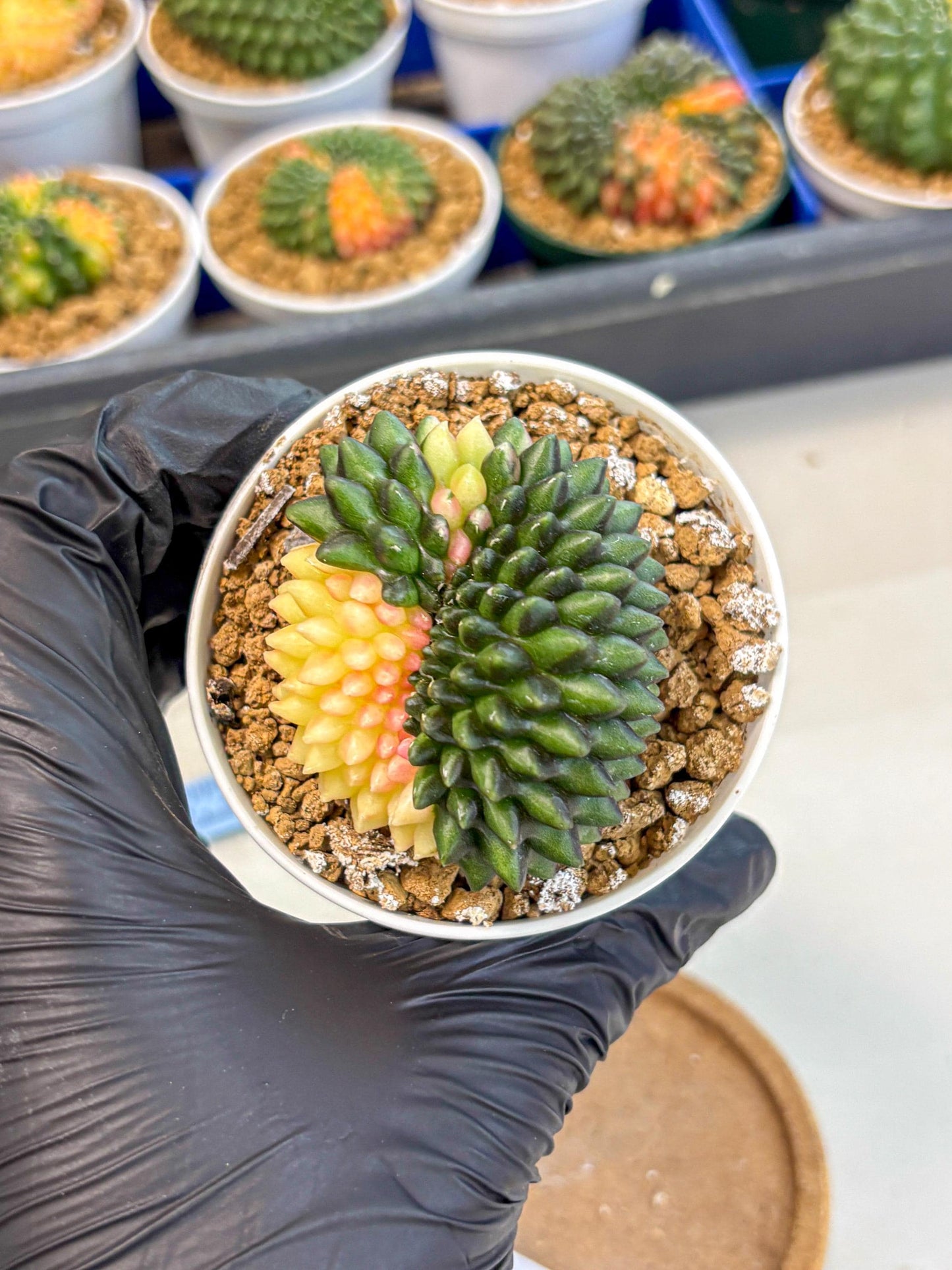 Gymnocalycium Inermis Cristata (gy9) (y3) | Variegated Cactus