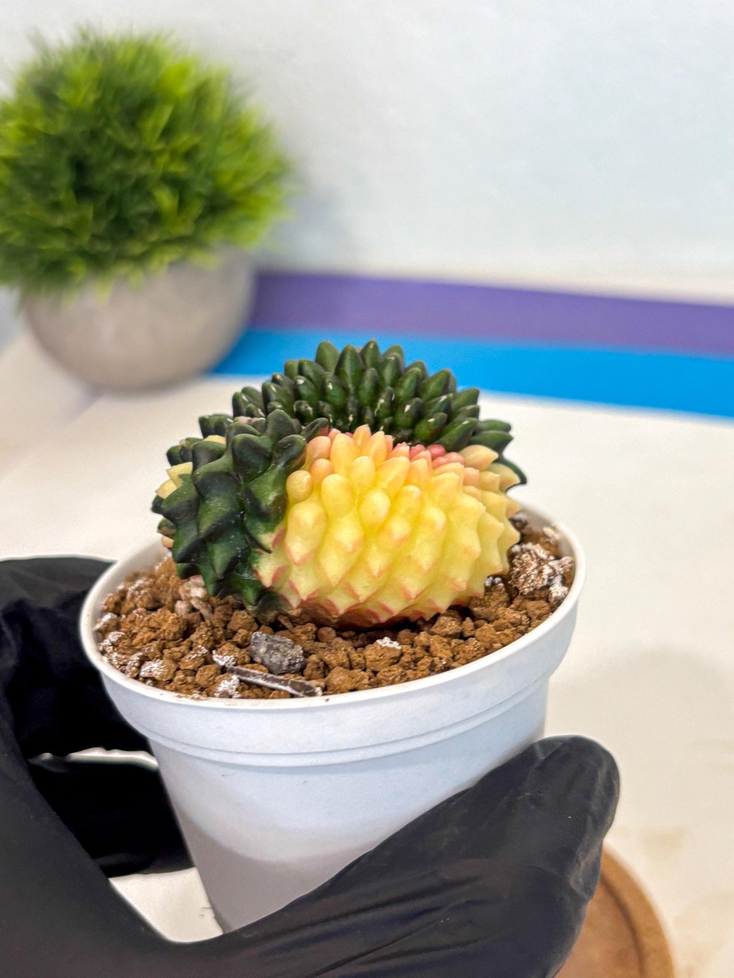 Gymnocalycium Inermis Cristata (gy9) (y3) | Variegated Cactus