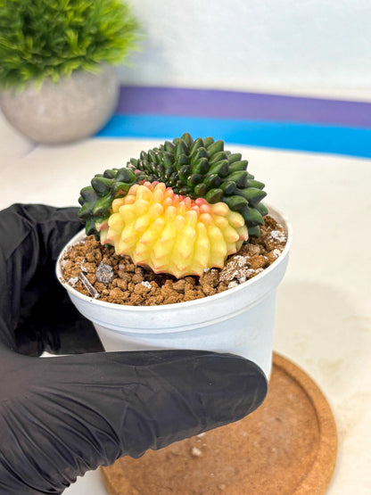 Gymnocalycium Inermis Cristata (gy9) (y3) | Variegated Cactus