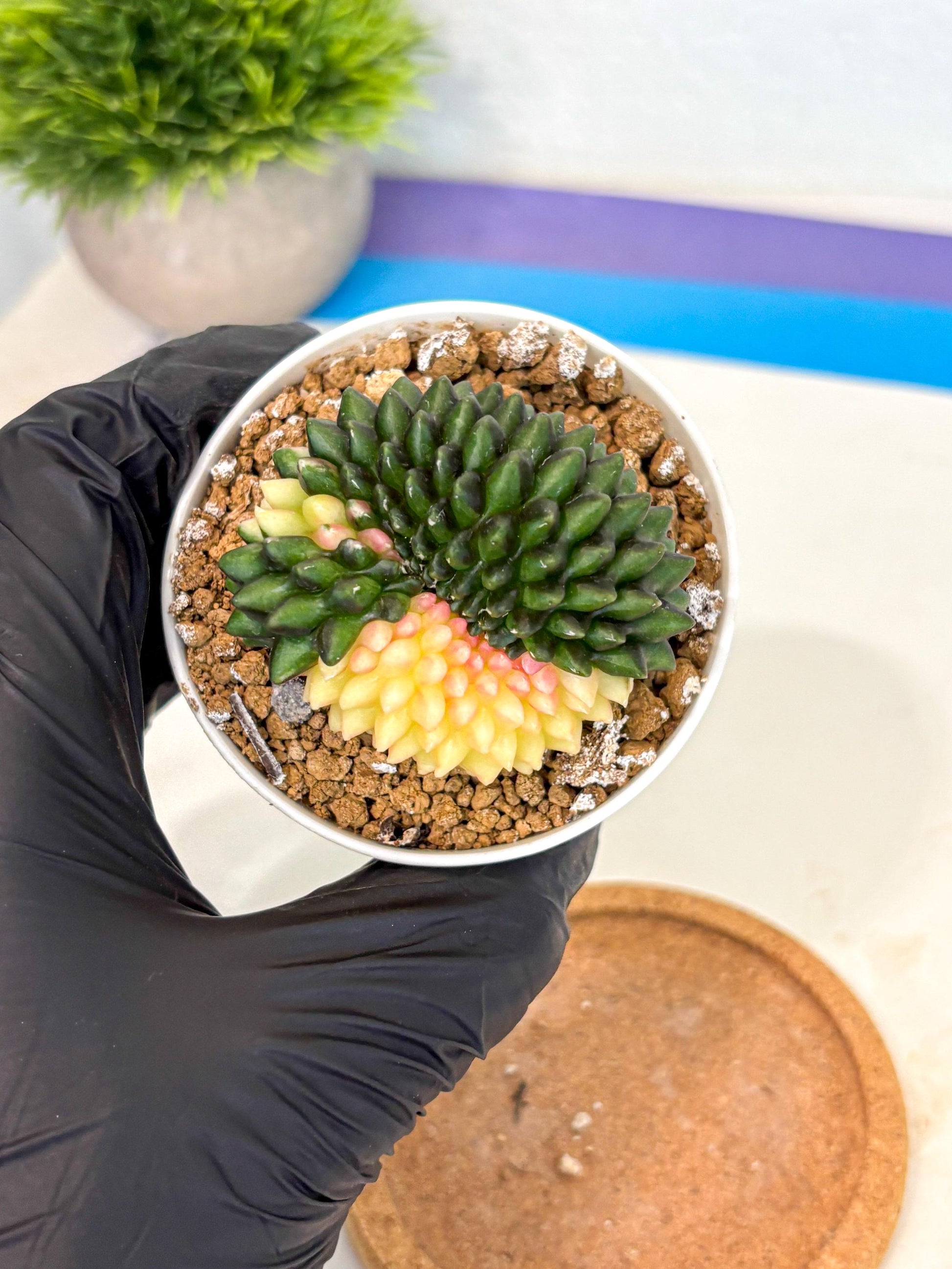 Gymnocalycium Inermis Cristata (gy9) (y3) | Variegated Cactus