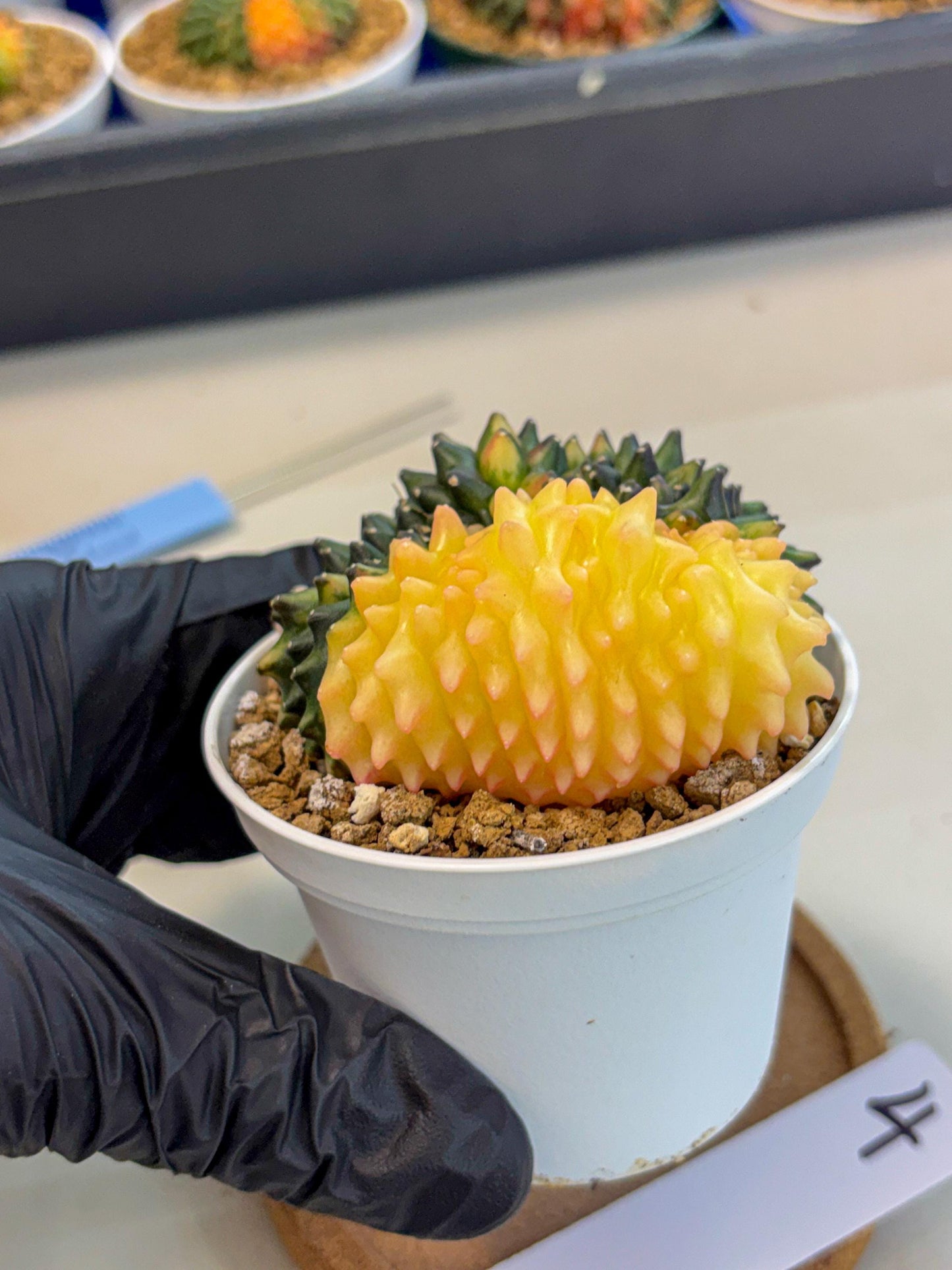 Gymnocalycium Inermis Cristata (gy9) (y4) | Variegated Cactus