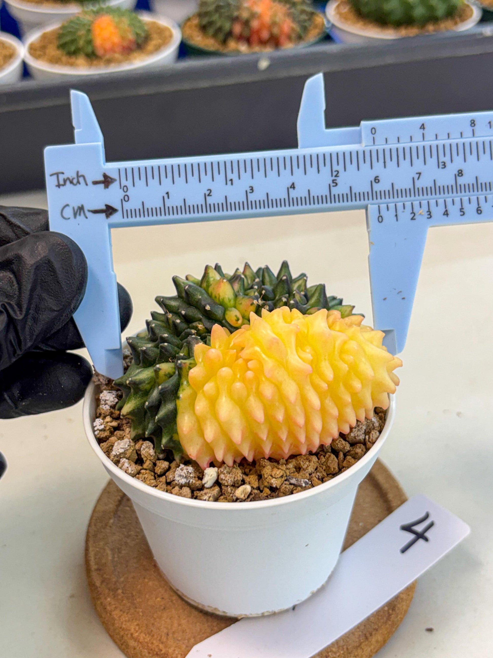 Gymnocalycium Inermis Cristata (gy9) (y4) | Variegated Cactus