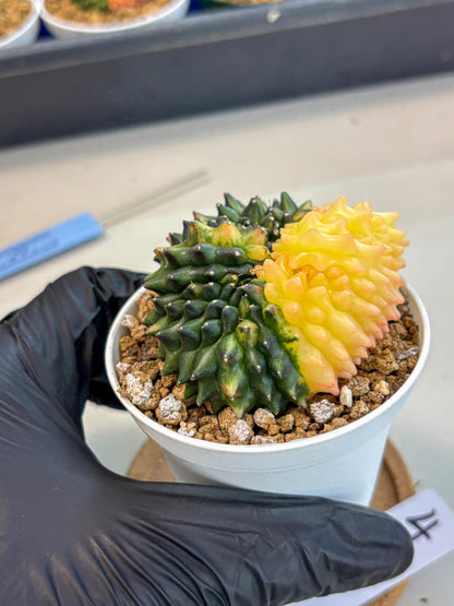 Gymnocalycium Inermis Cristata (gy9) (y4) | Variegated Cactus