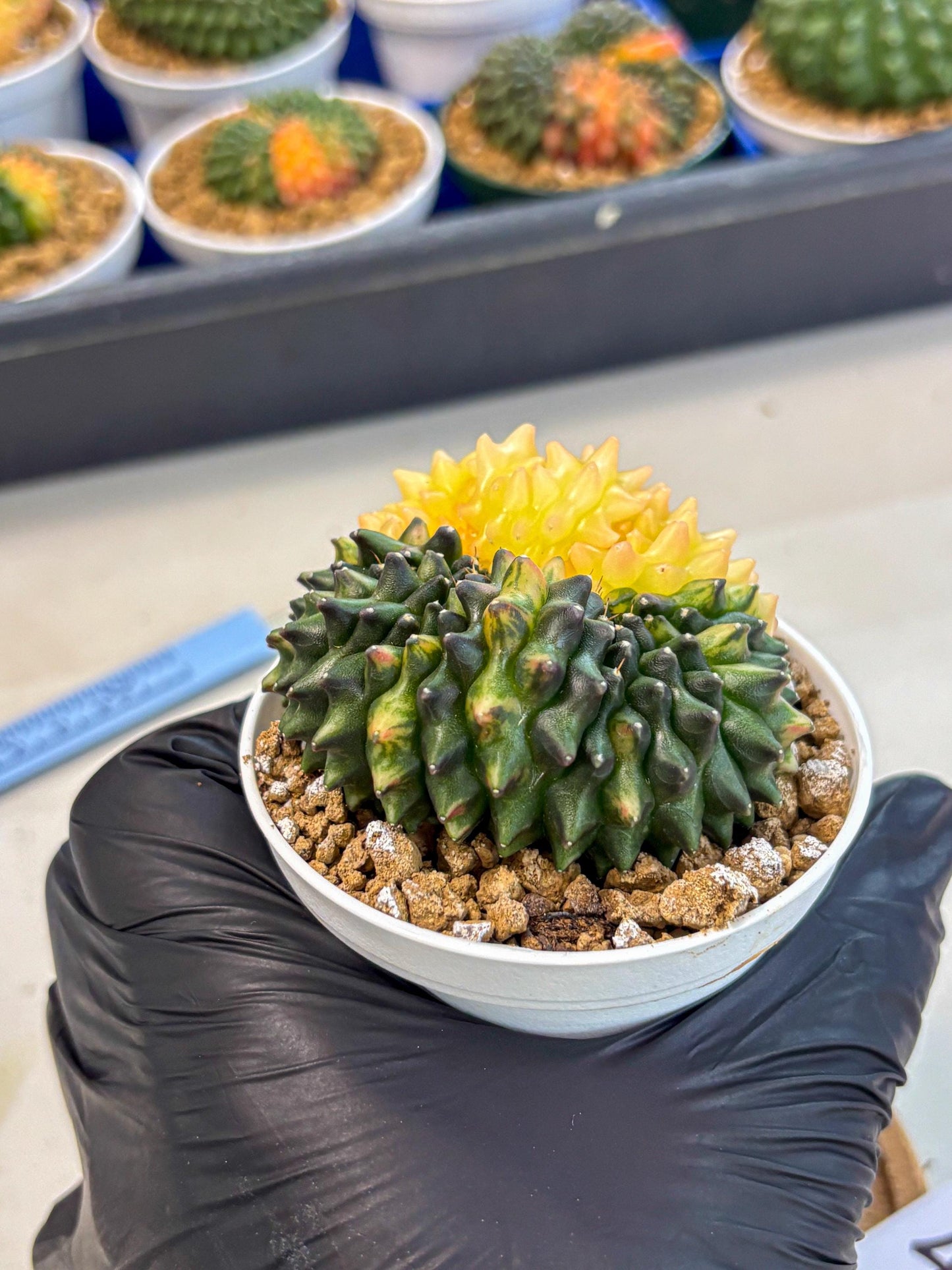 Gymnocalycium Inermis Cristata (gy9) (y4) | Variegated Cactus