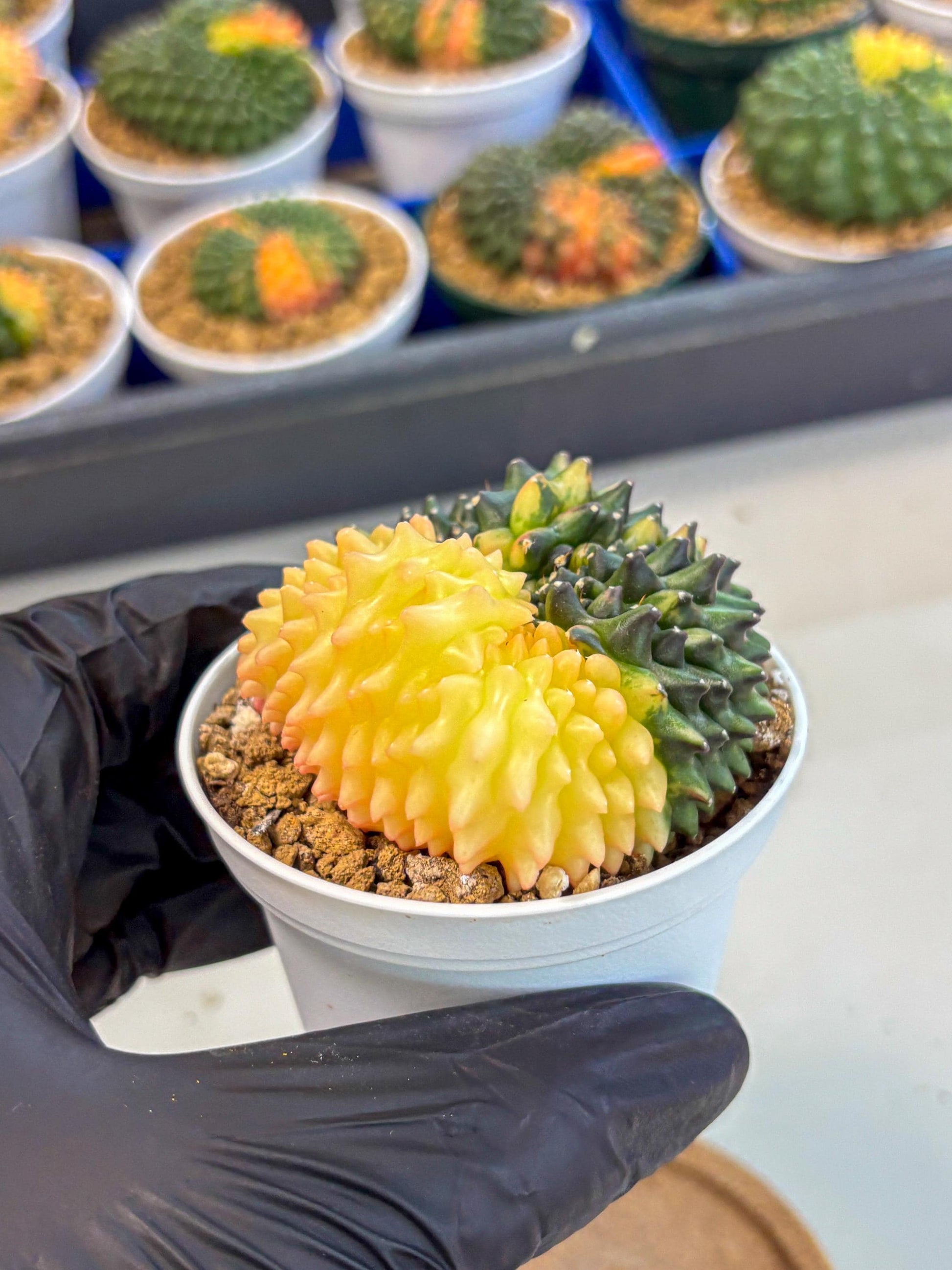 Gymnocalycium Inermis Cristata (gy9) (y4) | Variegated Cactus
