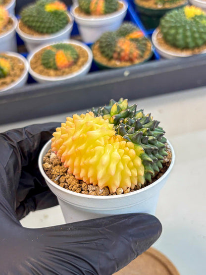 Gymnocalycium Inermis Cristata (gy9) (y4) | Variegated Cactus