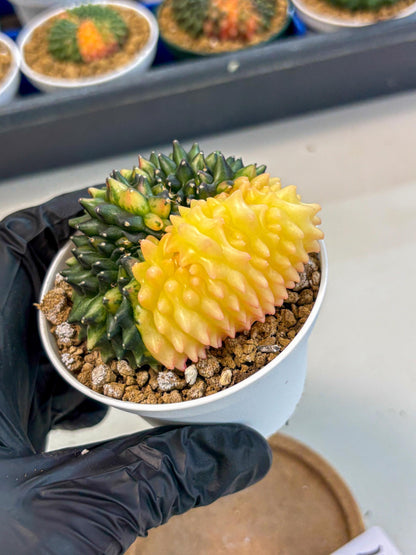 Gymnocalycium Inermis Cristata (gy9) (y4) | Variegated Cactus