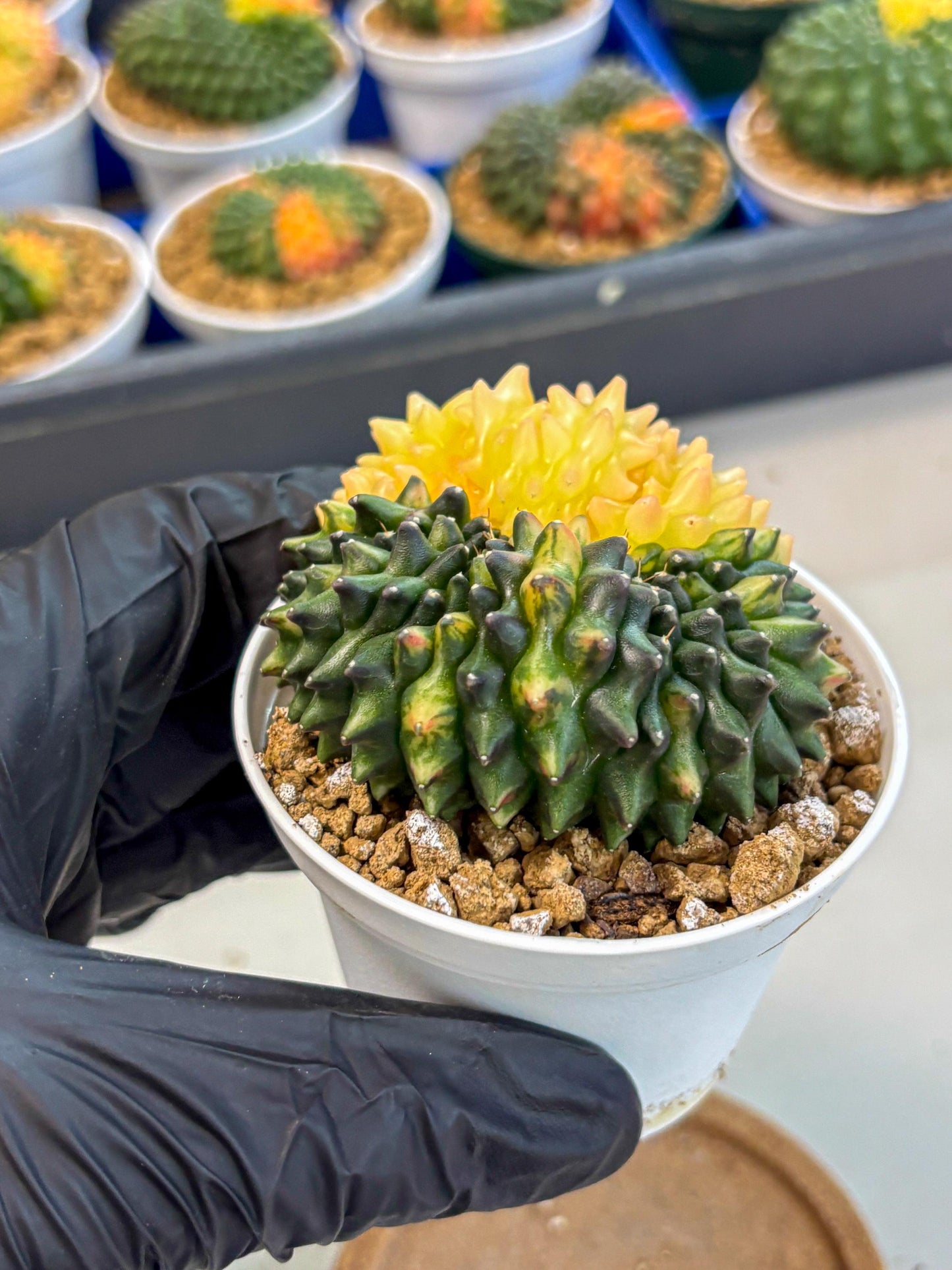 Gymnocalycium Inermis Cristata (gy9) (y4) | Variegated Cactus